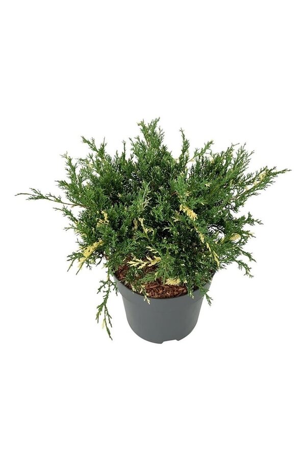 Cipres Juniperus White Splash