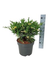 Cyprès Juniperus White Splash