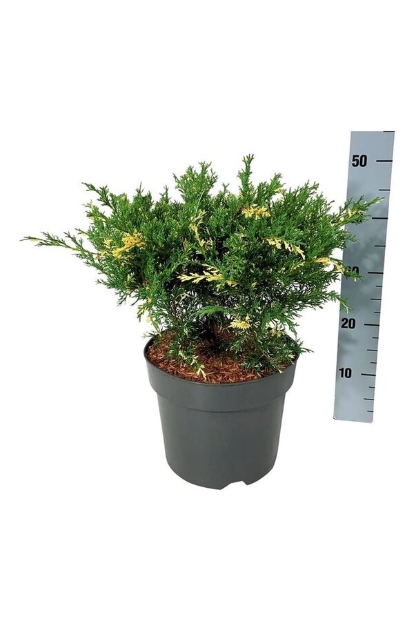 Cipres Juniperus White Splash