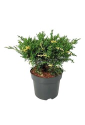 Cyprès Juniperus White Splash