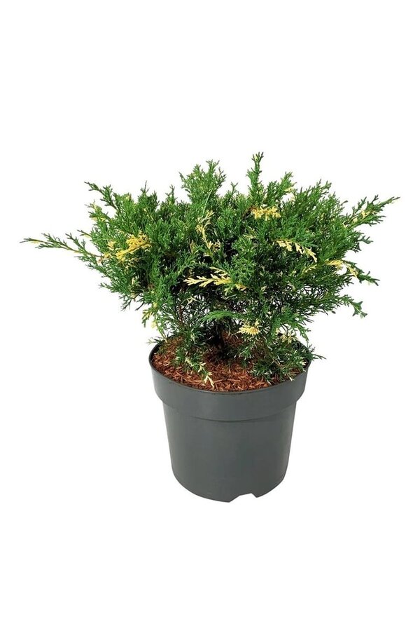 Cyprès Juniperus White Splash