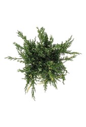 Cyprès Juniperus White Splash