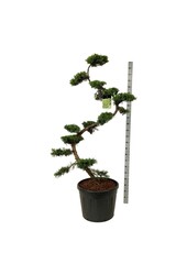 Cyprès Juniperus Pfitzeriana Aurea