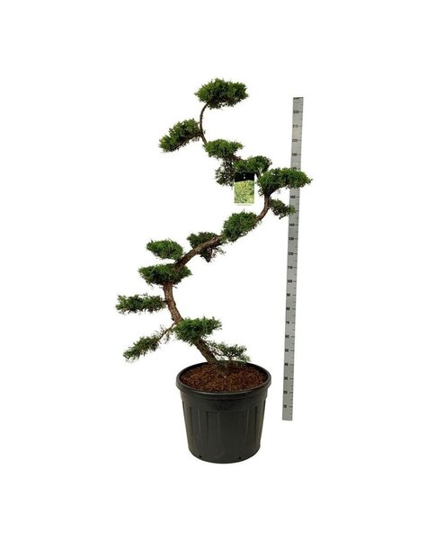 Juniperus