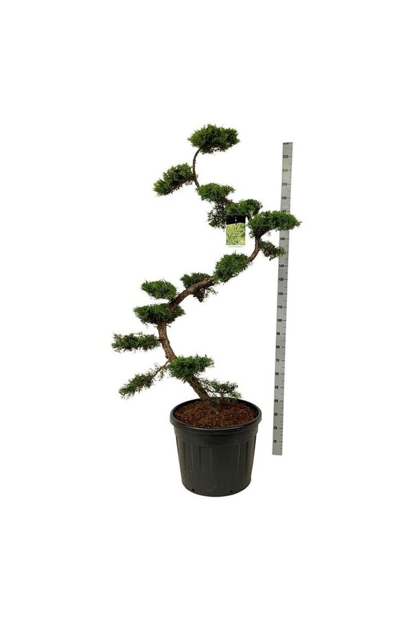 Cipres Juniperus Pfitzeriana Aurea