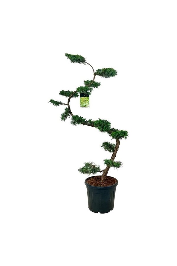Cipres Juniperus Pfitzeriana Aurea