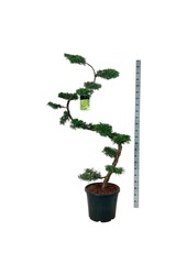 Cipres Juniperus Pfitzeriana Aurea