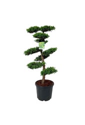 Cyprès Juniperus Pfitzeriana Aurea