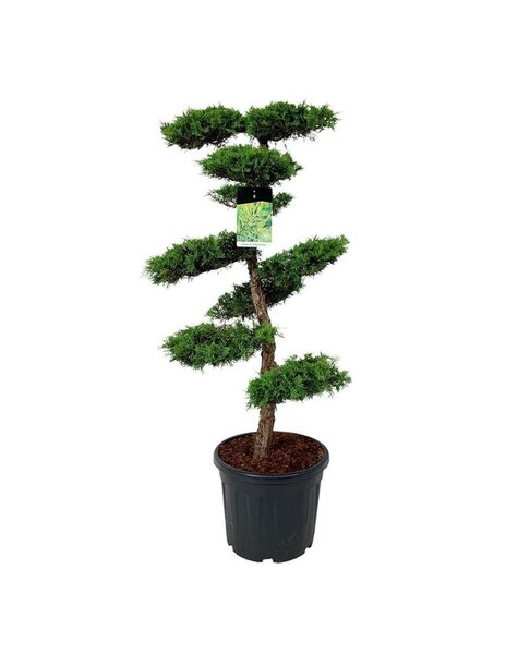 Juniperus