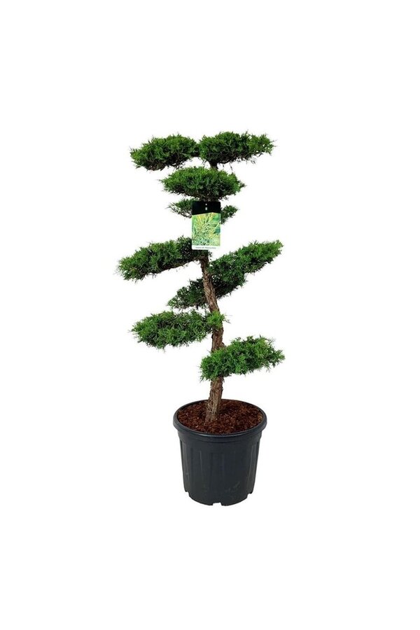 Cipres Juniperus Pfitzeriana Aurea