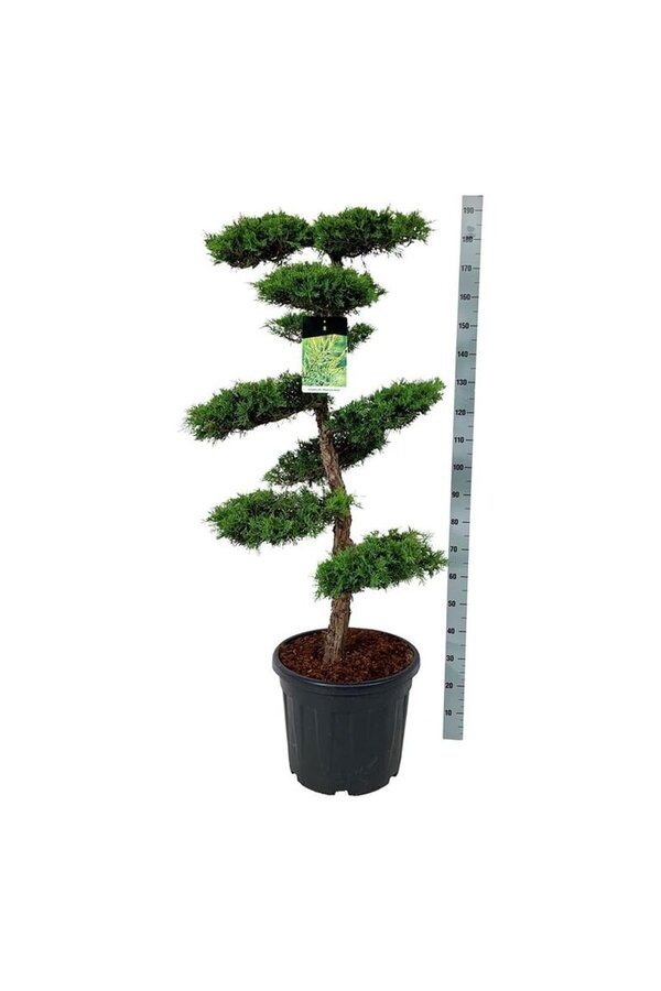 Cyprès Juniperus Pfitzeriana Aurea