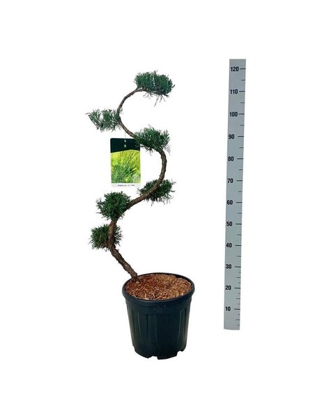 Juniperus