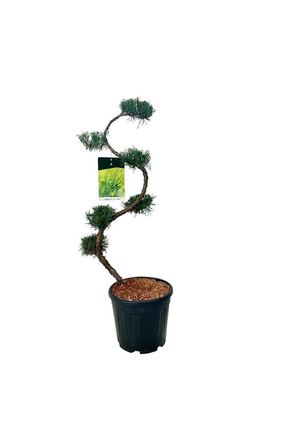 Cyprès Juniperus Mint Julep