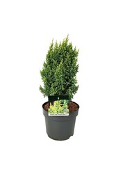 Cipres Juniperus Hulsdonk Yellow