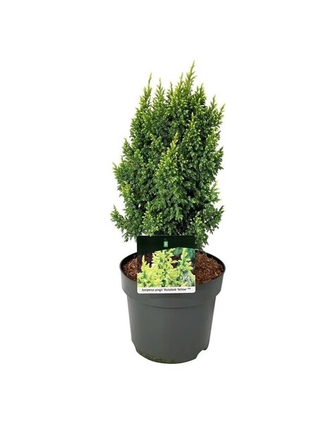 Juniperus