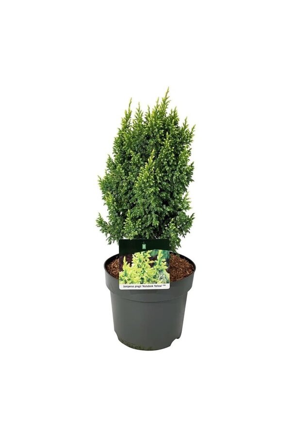 Cipres Juniperus Hulsdonk Yellow