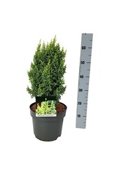Cipres Juniperus Hulsdonk Yellow