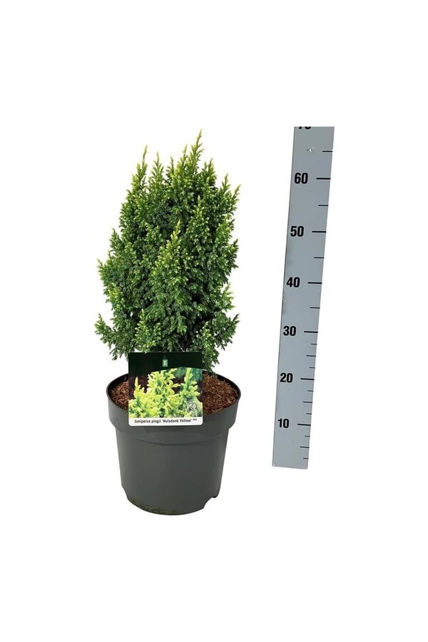 Cyprès Juniperus Hulsdonk Yellow