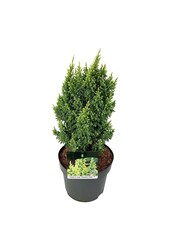 Cyprès Juniperus Hulsdonk Yellow