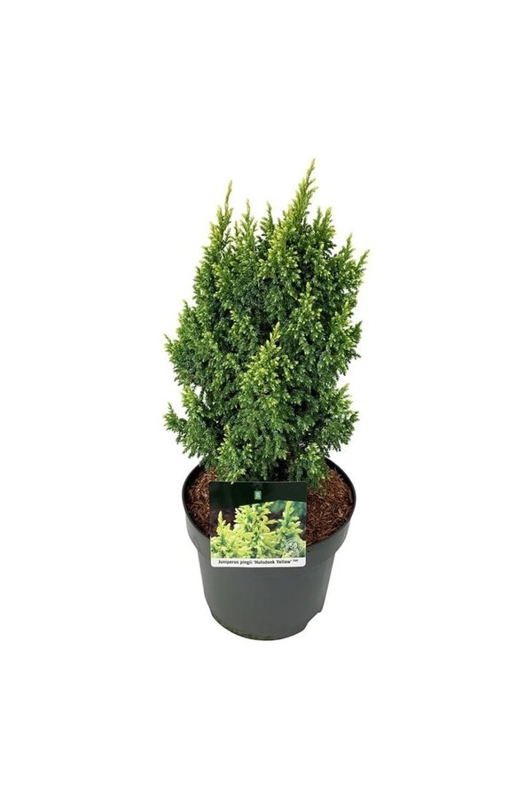 Cyprès Juniperus Hulsdonk Yellow