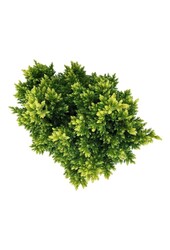 Cyprès Juniperus Hulsdonk Yellow