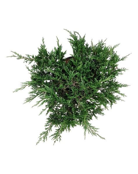 Juniperus