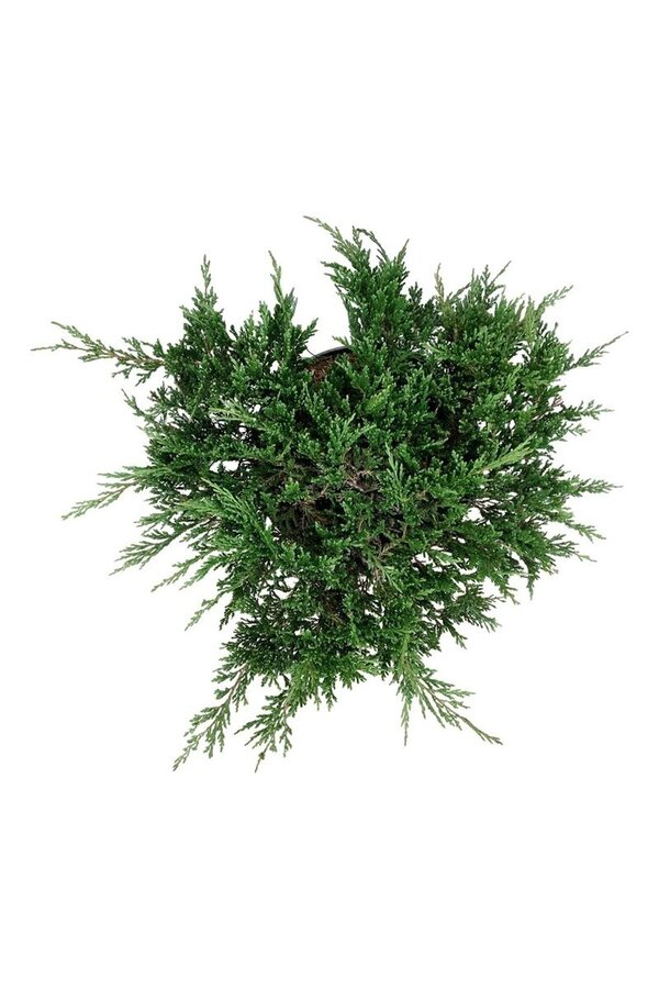 Cyprès Juniperus Prince of Wales