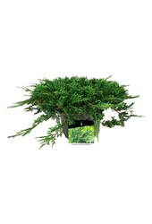 Cipres Juniperus Prince of Wales