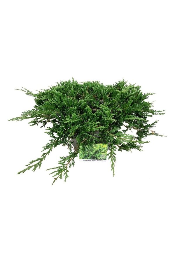 Cipres Juniperus Prince of Wales