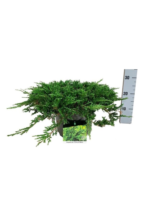 Cipres Juniperus Prince of Wales