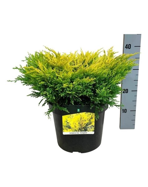 Juniperus