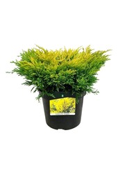 Cyprès Juniperus Limeglow