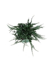 Cipres Juniperus Blue Chip