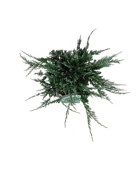 Juniperus