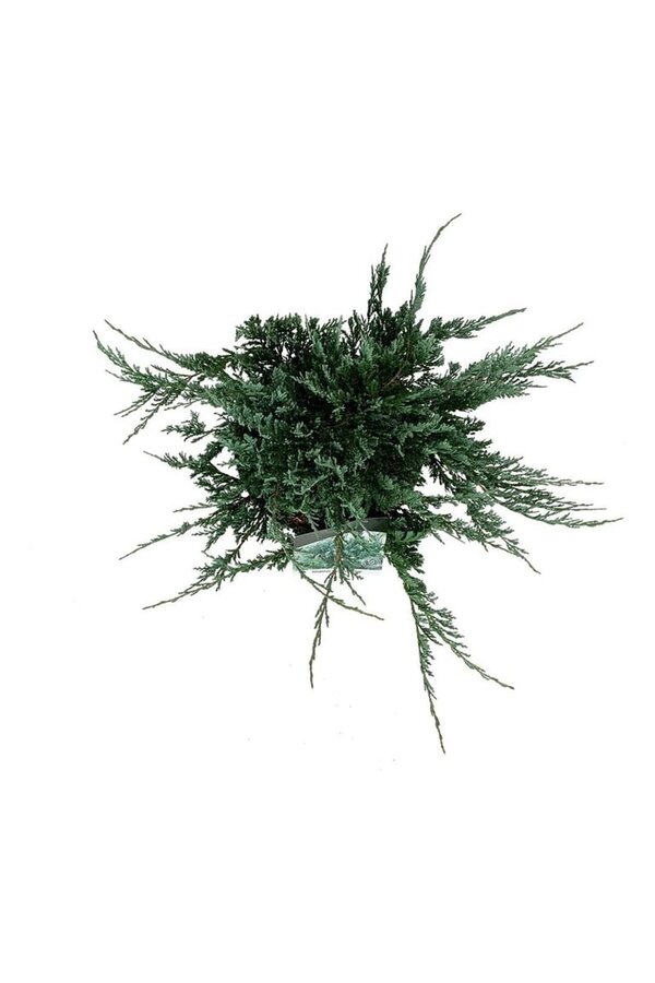 Cipres Juniperus Blue Chip