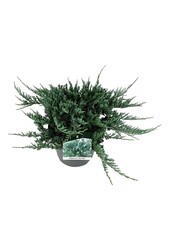 Cipres Juniperus Blue Chip
