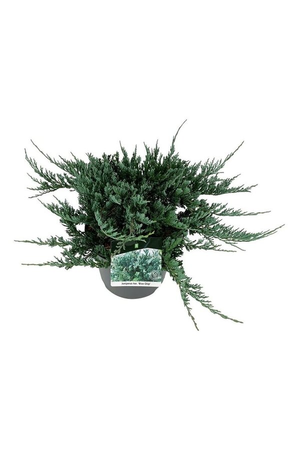 Cipres Juniperus Blue Chip