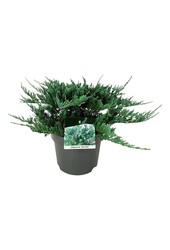 Cipres Juniperus Blue Chip