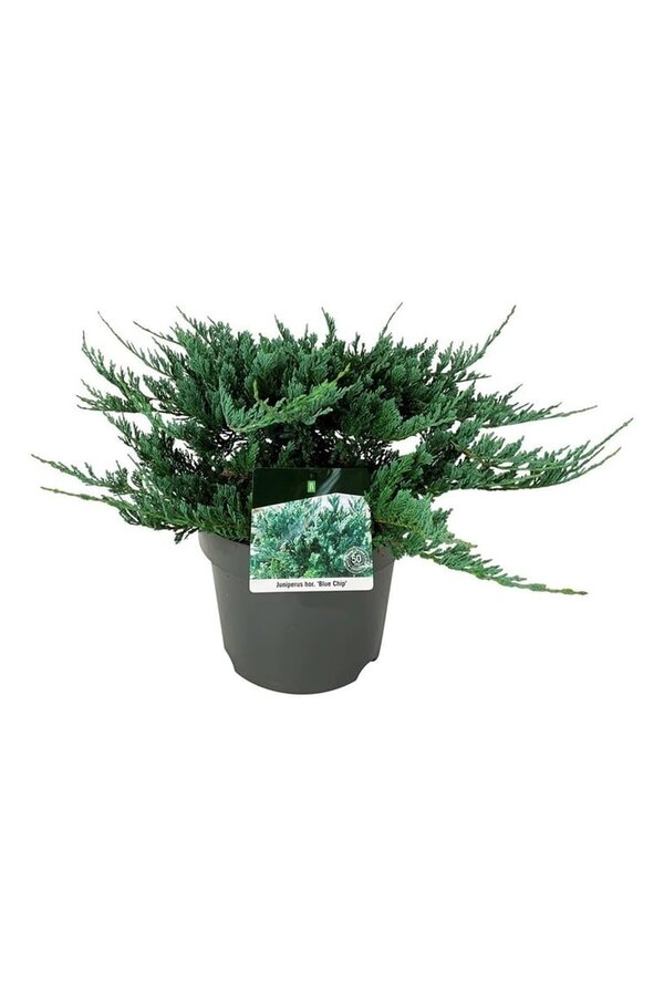 Cyprès Juniperus Blue Chip