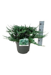 Cyprès Juniperus Blue Chip