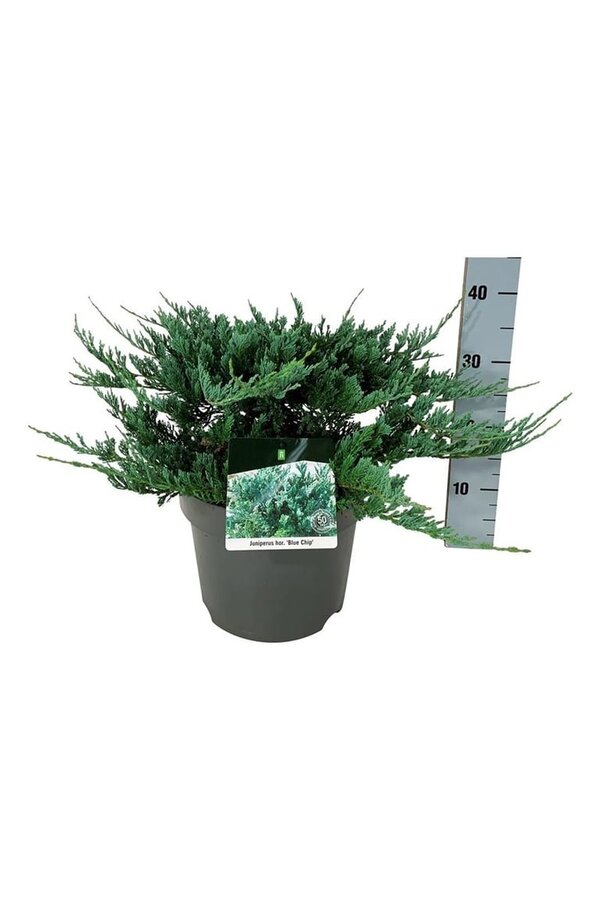 Cipres Juniperus Blue Chip