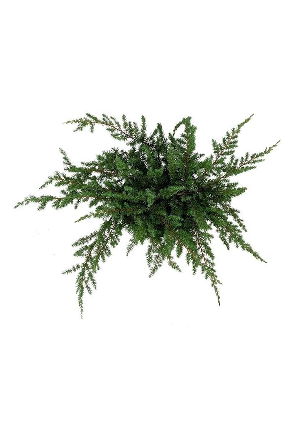 Cyprès Juniperus conferta Schlager