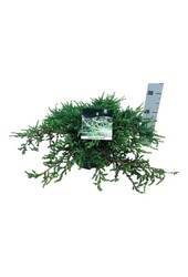 Cipres Juniperus Ristol