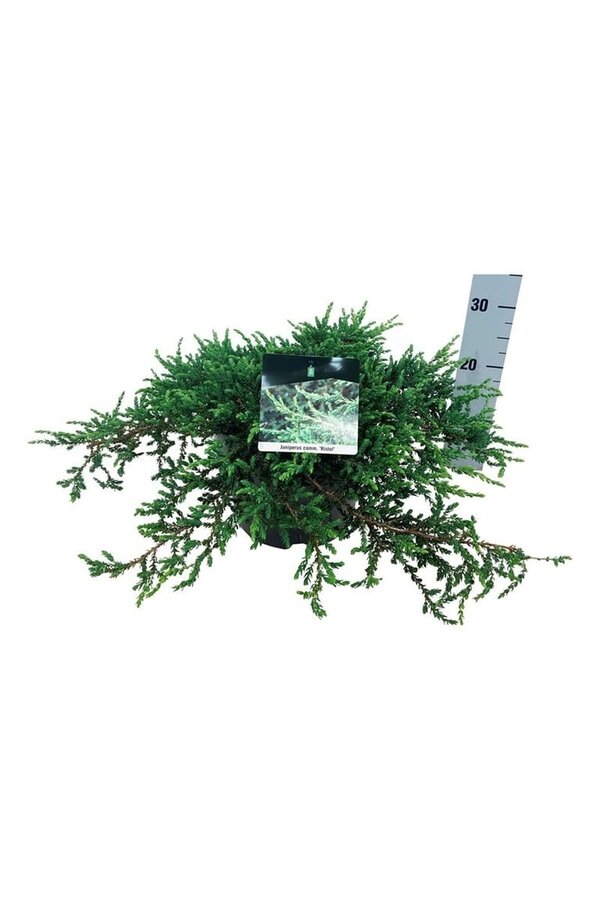 Cipres Juniperus Ristol