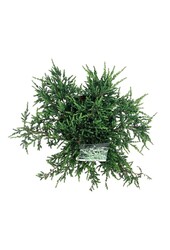 Cipres Juniperus Ristol