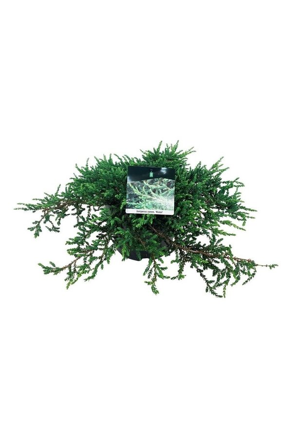 Cipres Juniperus Ristol