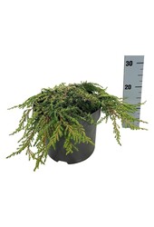 Cyprès Juniperus Lemon Carpet