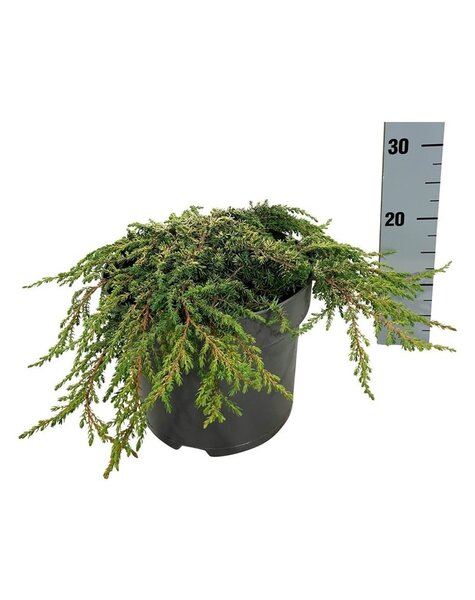 Juniperus