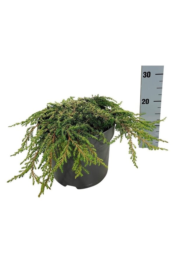 Cyprès Juniperus Lemon Carpet