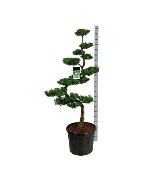 Juniperus